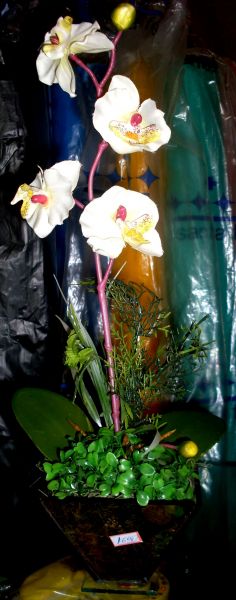 Orquídeas Amarelas
