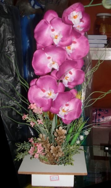 Orquídeas Rosa-Pink