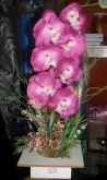 Orquídeas Rosa-Pink