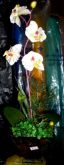 Orquídeas Amarelas
